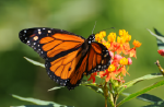 Image of a Monarch butterfly on a flower