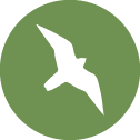 icon of a falcon