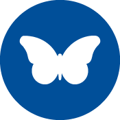 Butterfly icon